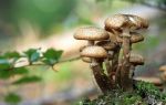Какие витамины в грибах: опятах, вешенках, лисичках, шампиньонах, валуях, маслятах
