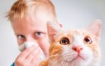 Аллергия на животных: симптомы, причины и лечение