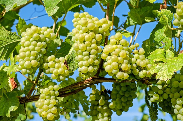 Содержание витаминов в винограде