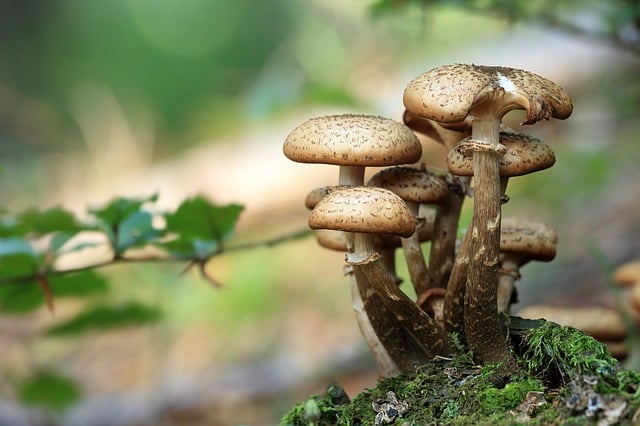 Какие витамины в грибах: опятах, вешенках, лисичках, шампиньонах, валуях, маслятах